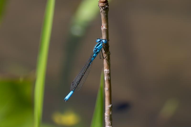Photo of Azure Bluet