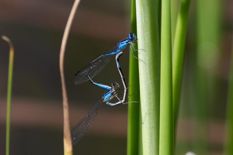 Photo of Azure Bluet