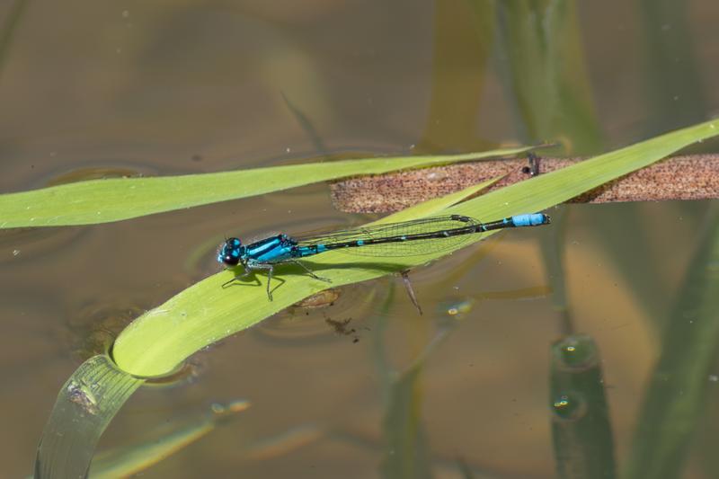 Photo of Skimming Bluet