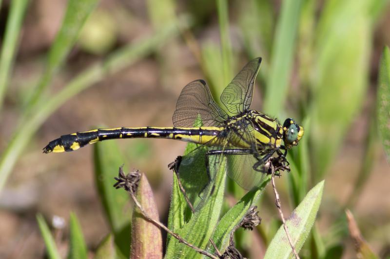 Photo of Midland Clubtail