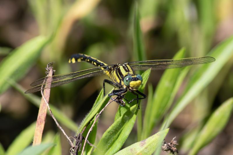 Photo of Midland Clubtail