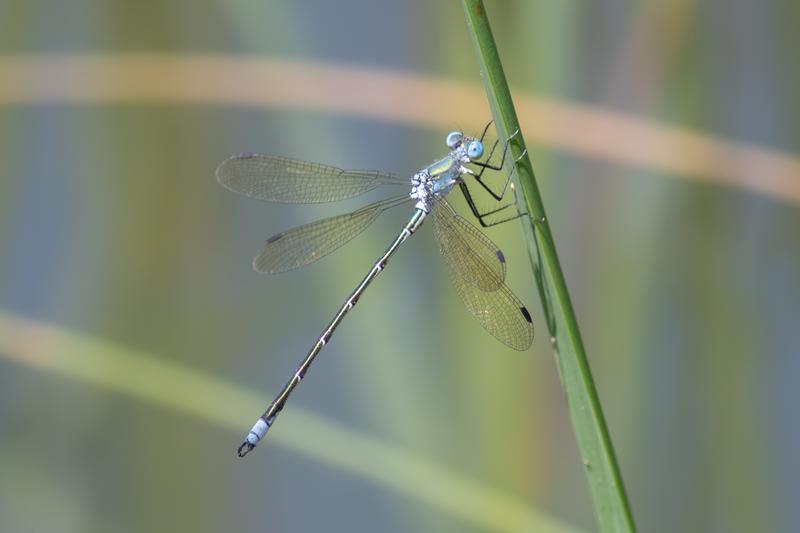 Photo of Amber-winged Spreadwing