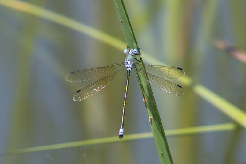 Photo of Amber-winged Spreadwing