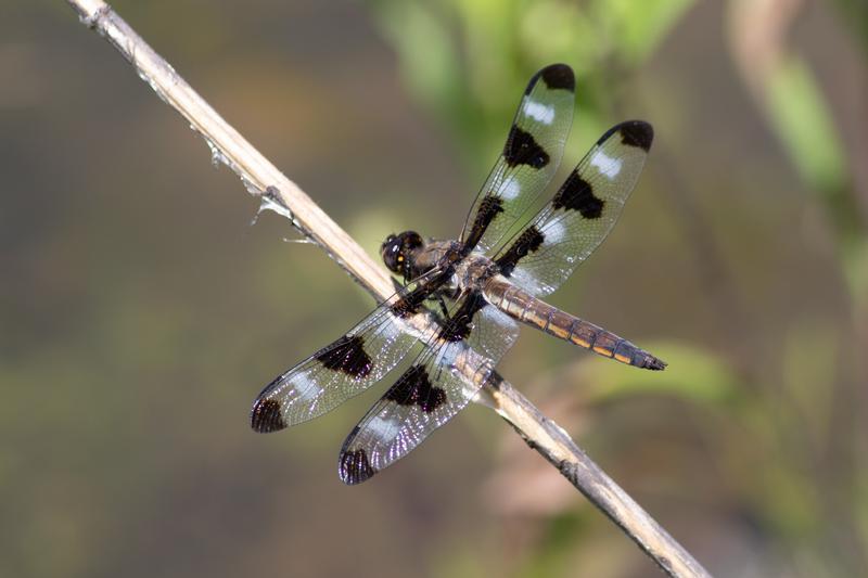 Photo of Twelve-spotted Skimmer
