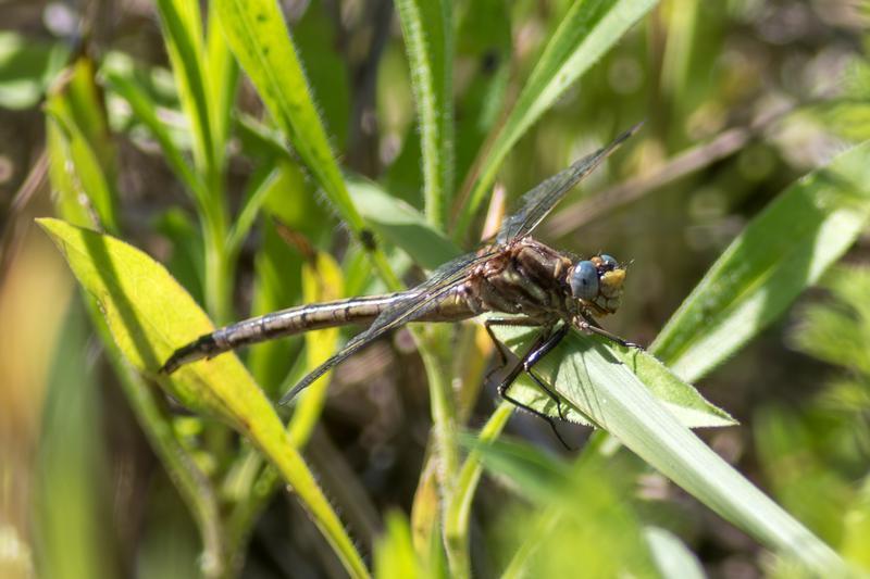Photo of Dusky Clubtail