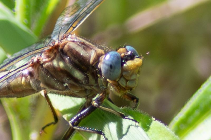 Photo of Dusky Clubtail