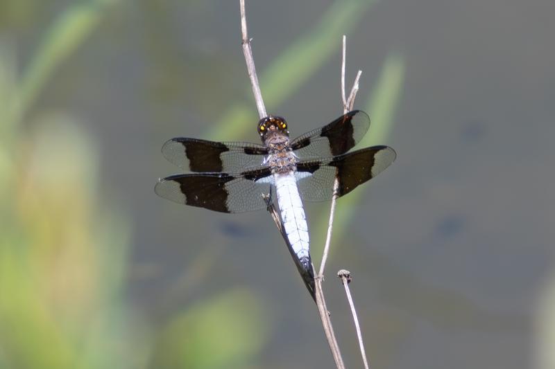 Photo of Common Whitetail