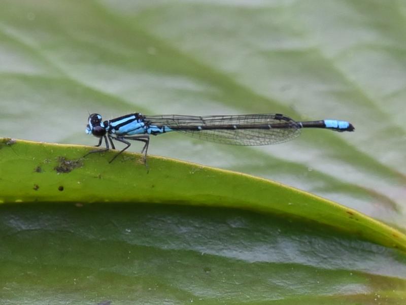 Photo of Skimming Bluet