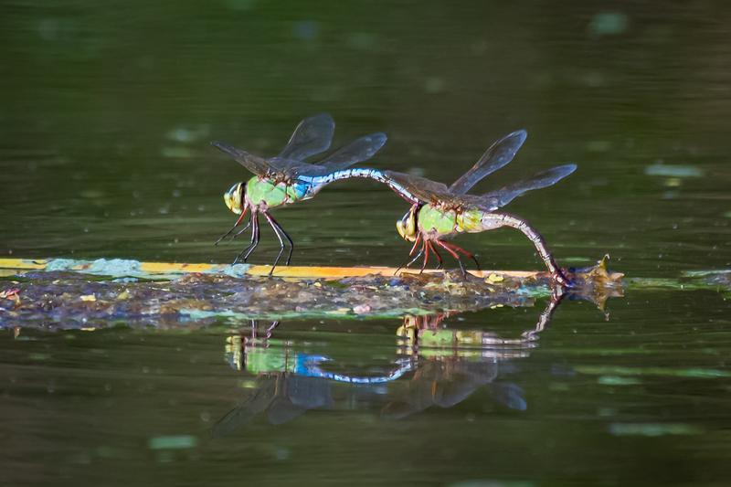 Photo of Common Green Darner