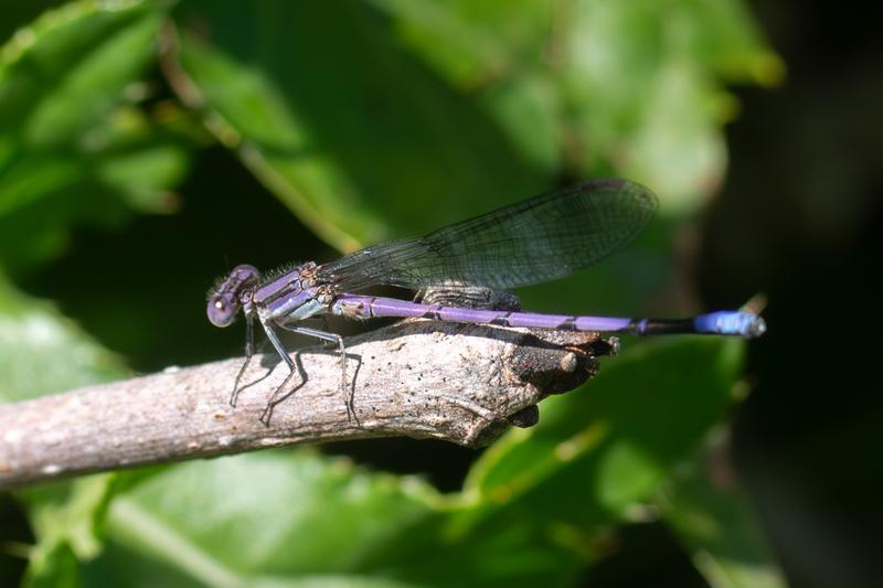 Photo of Variable Dancer (Violet Dancer ssp.)