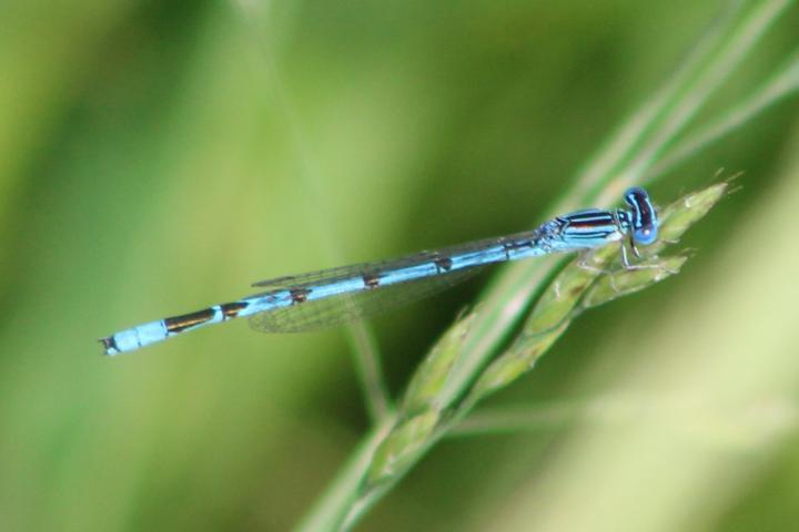 Photo of Double-striped Bluet