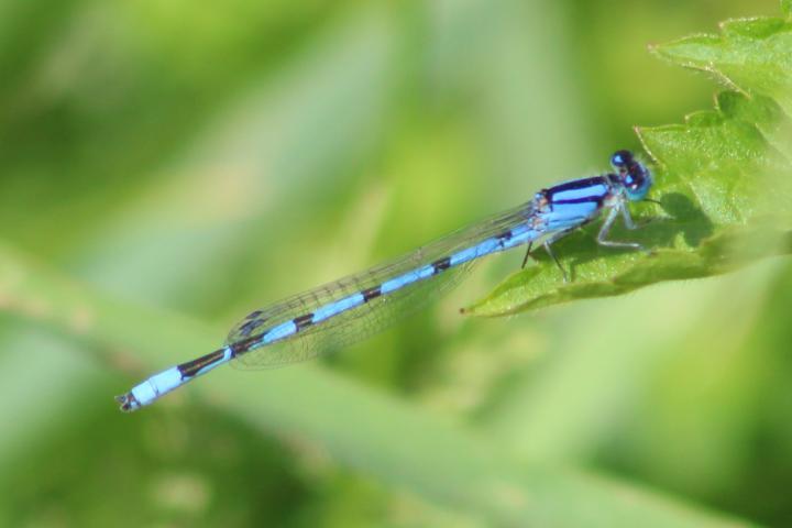 Photo of Familiar Bluet