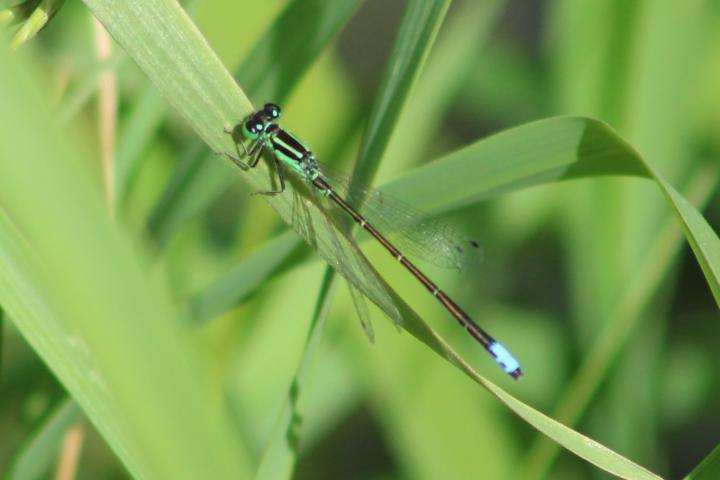 Photo of Eastern Forktail