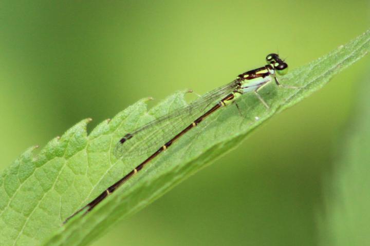 Photo of Fragile Forktail