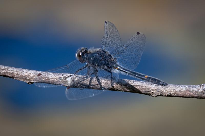 Photo of Dot-tailed Whiteface