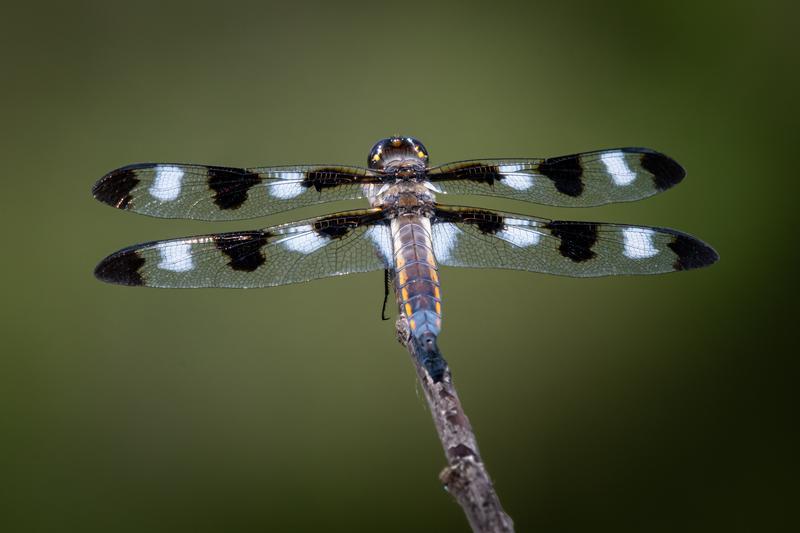Photo of Twelve-spotted Skimmer