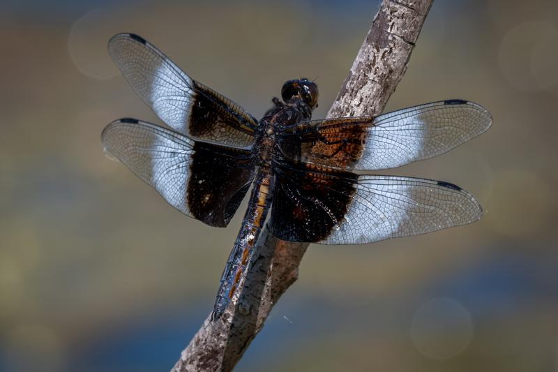 Photo of Widow Skimmer