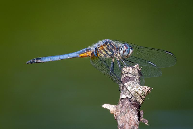 Photo of Blue Dasher