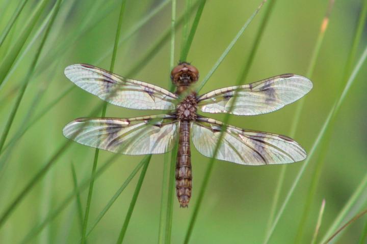 Photo of Eastern Amberwing