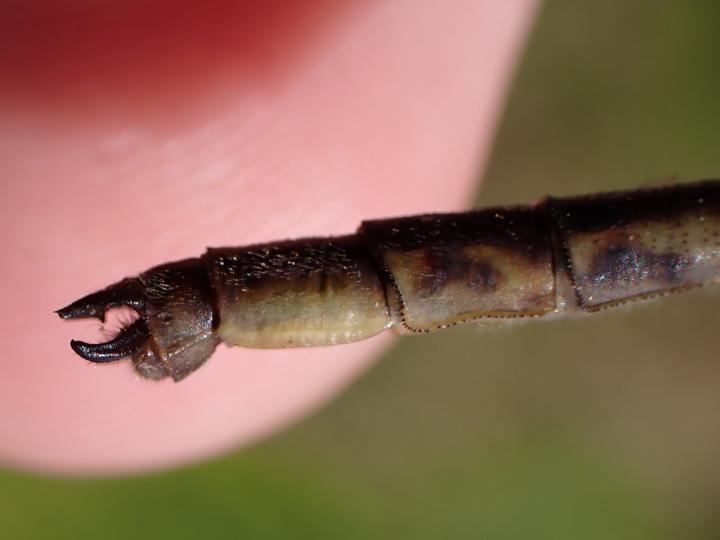 Photo of Dusky Clubtail