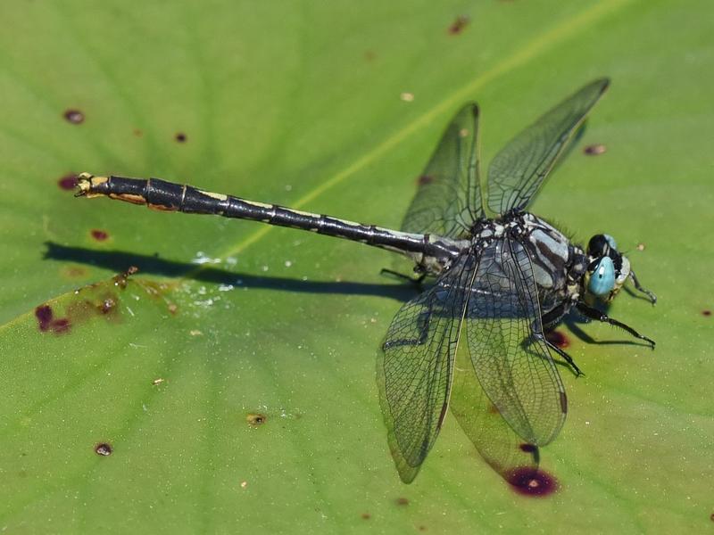 Photo of Lilypad Clubtail