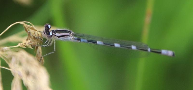 Photo of Tule Bluet