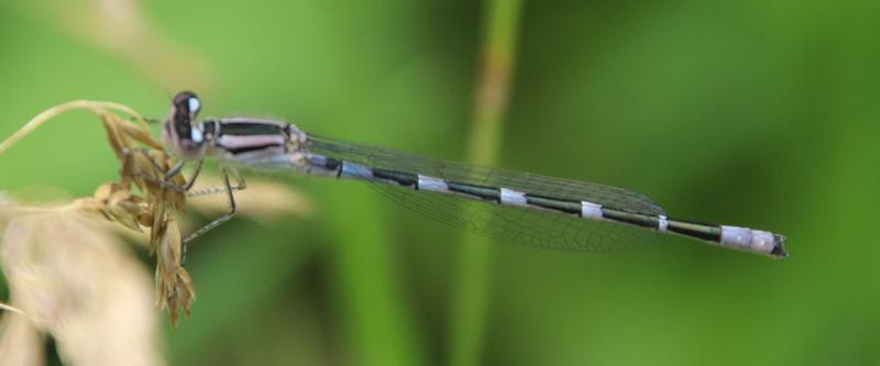 Photo of Tule Bluet