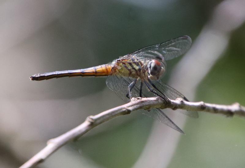Photo of Blue Dasher