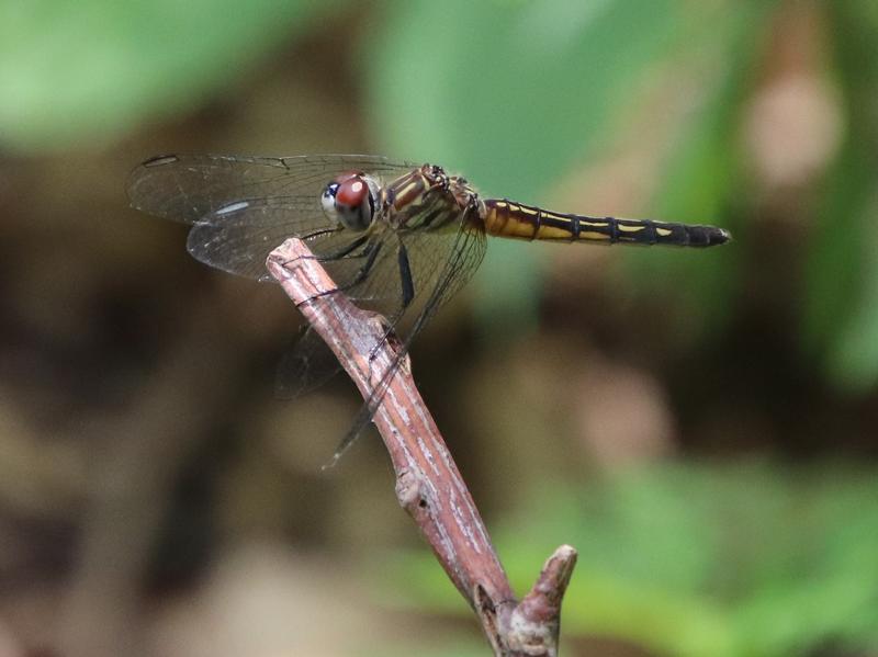 Photo of Blue Dasher