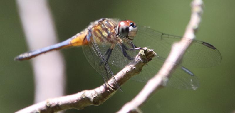 Photo of Blue Dasher