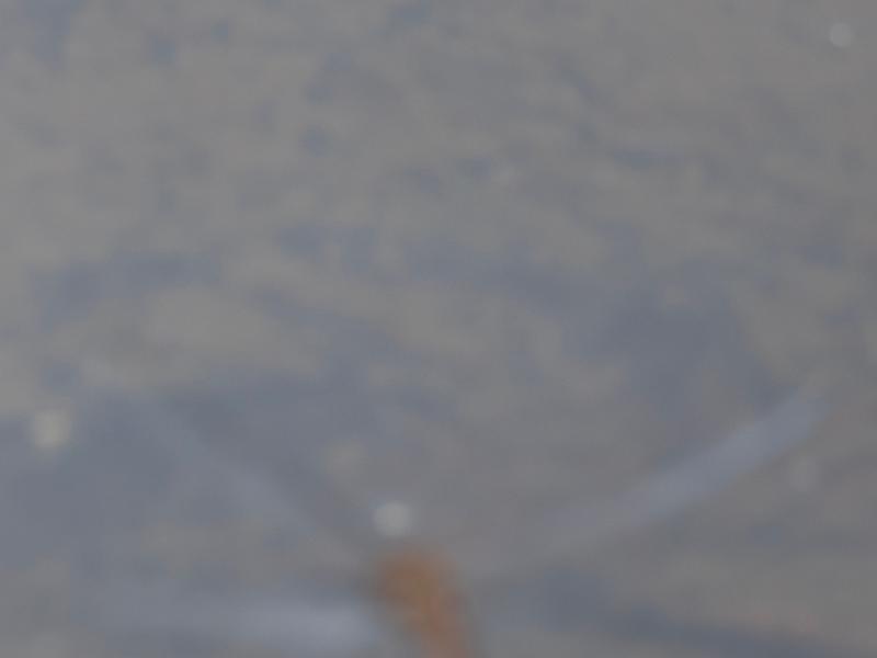 Photo of Spot-winged Glider
