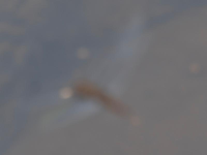 Photo of Spot-winged Glider