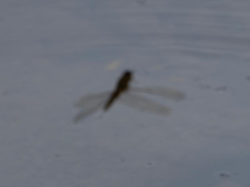 Photo of Spot-winged Glider