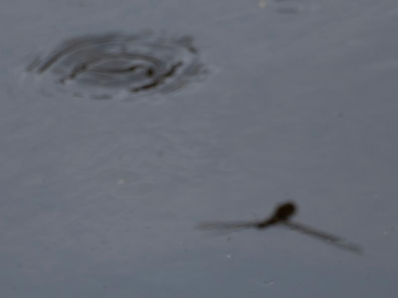 Photo of Spot-winged Glider