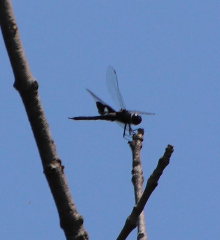 Photo of Black Saddlebags