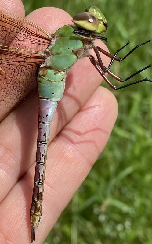 Photo of Common Green Darner