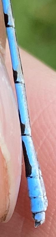 Photo of Familiar Bluet