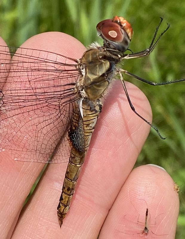 Photo of Spot-winged Glider