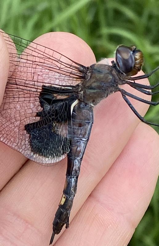 Photo of Black Saddlebags