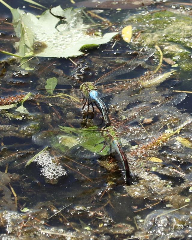 Photo of Common Green Darner