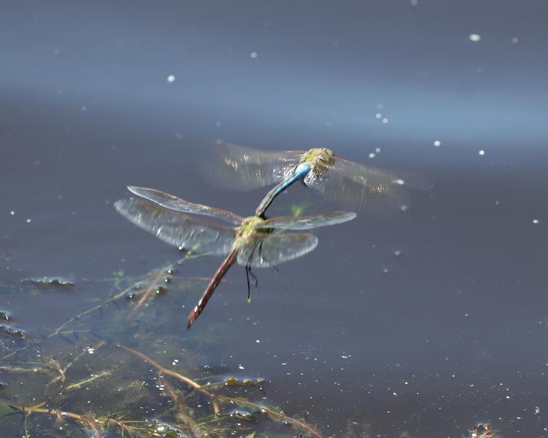 Photo of Common Green Darner