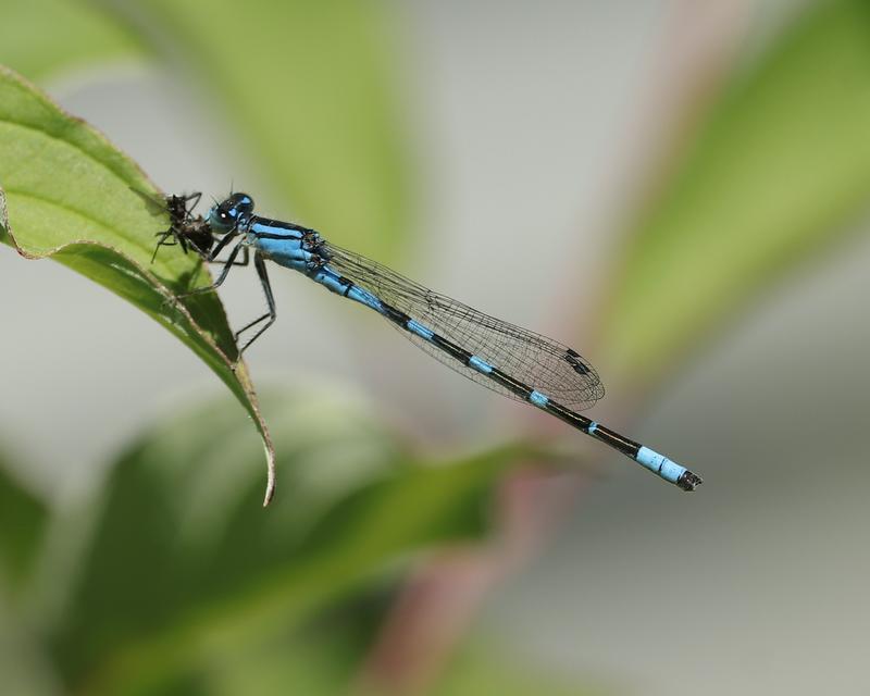 Photo of Tule Bluet