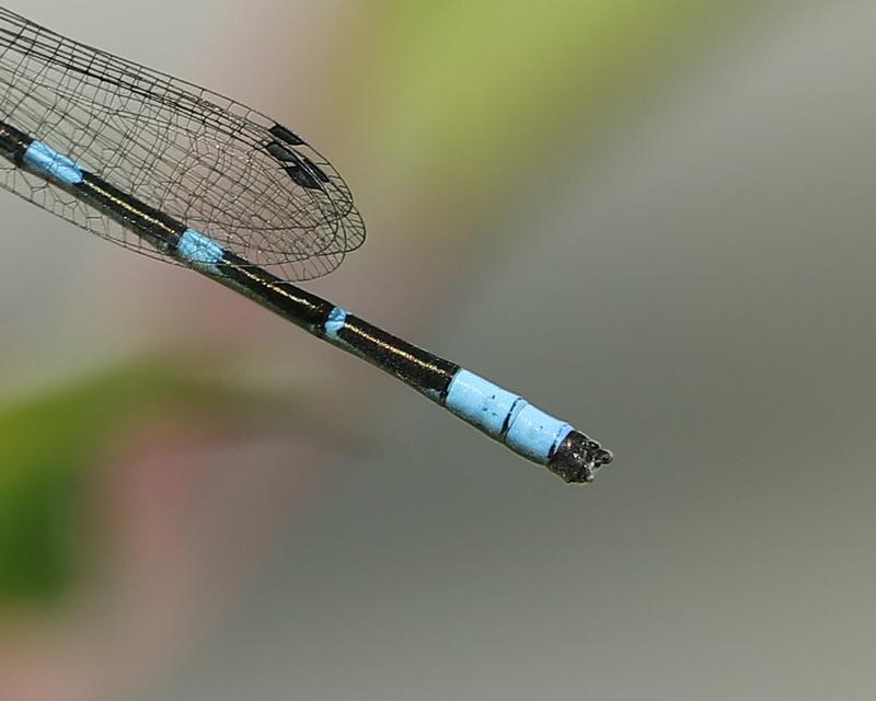 Photo of Tule Bluet