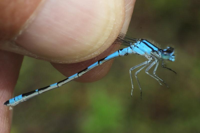 Photo of Tule Bluet