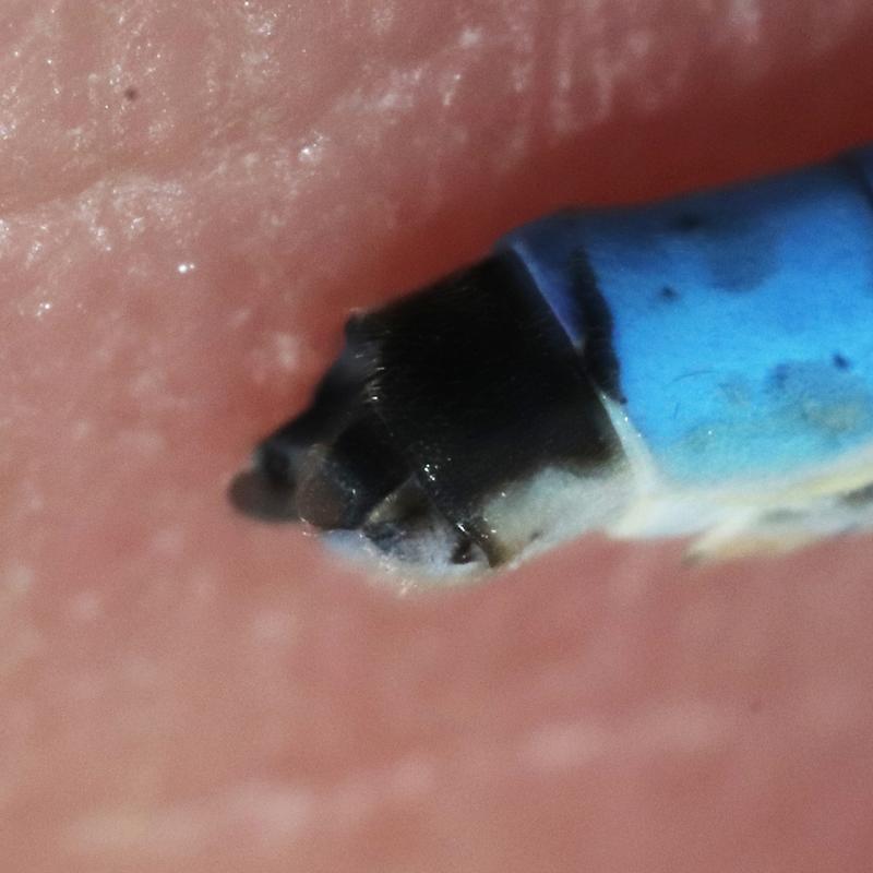 Photo of Tule Bluet