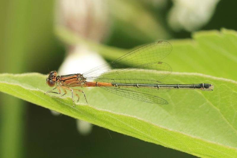 Photo of Eastern Forktail