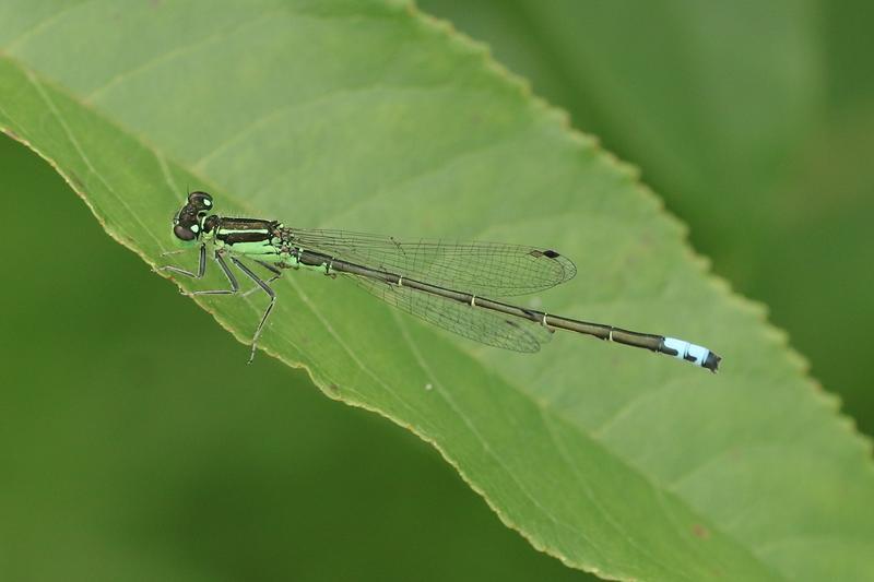 Photo of Eastern Forktail