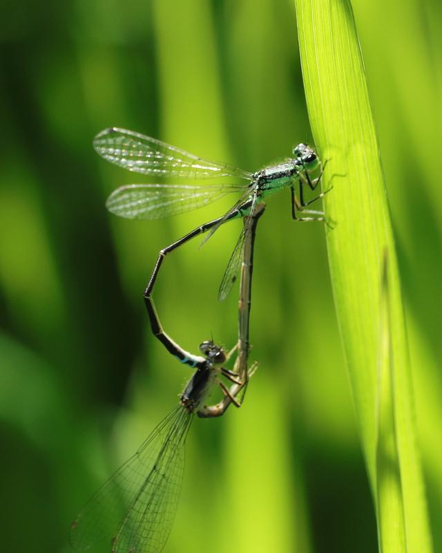 Photo of Eastern Forktail
