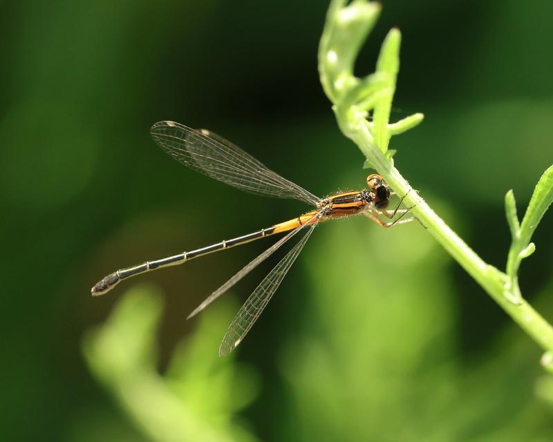 Photo of Eastern Forktail