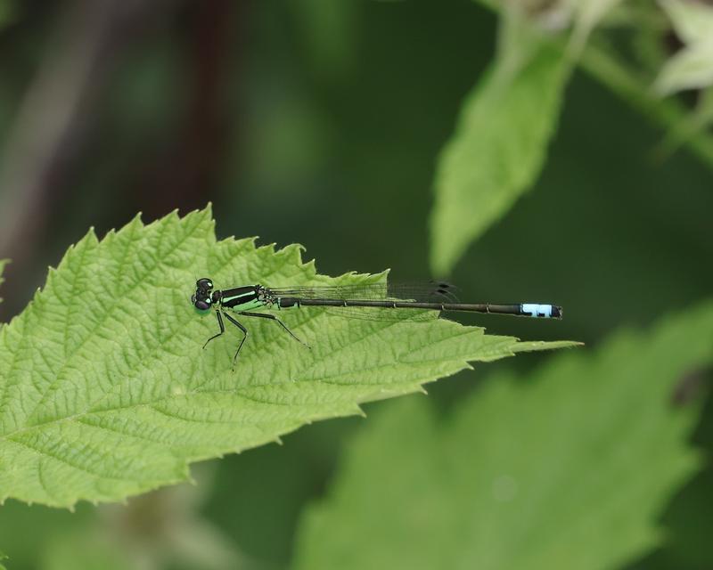 Photo of Eastern Forktail